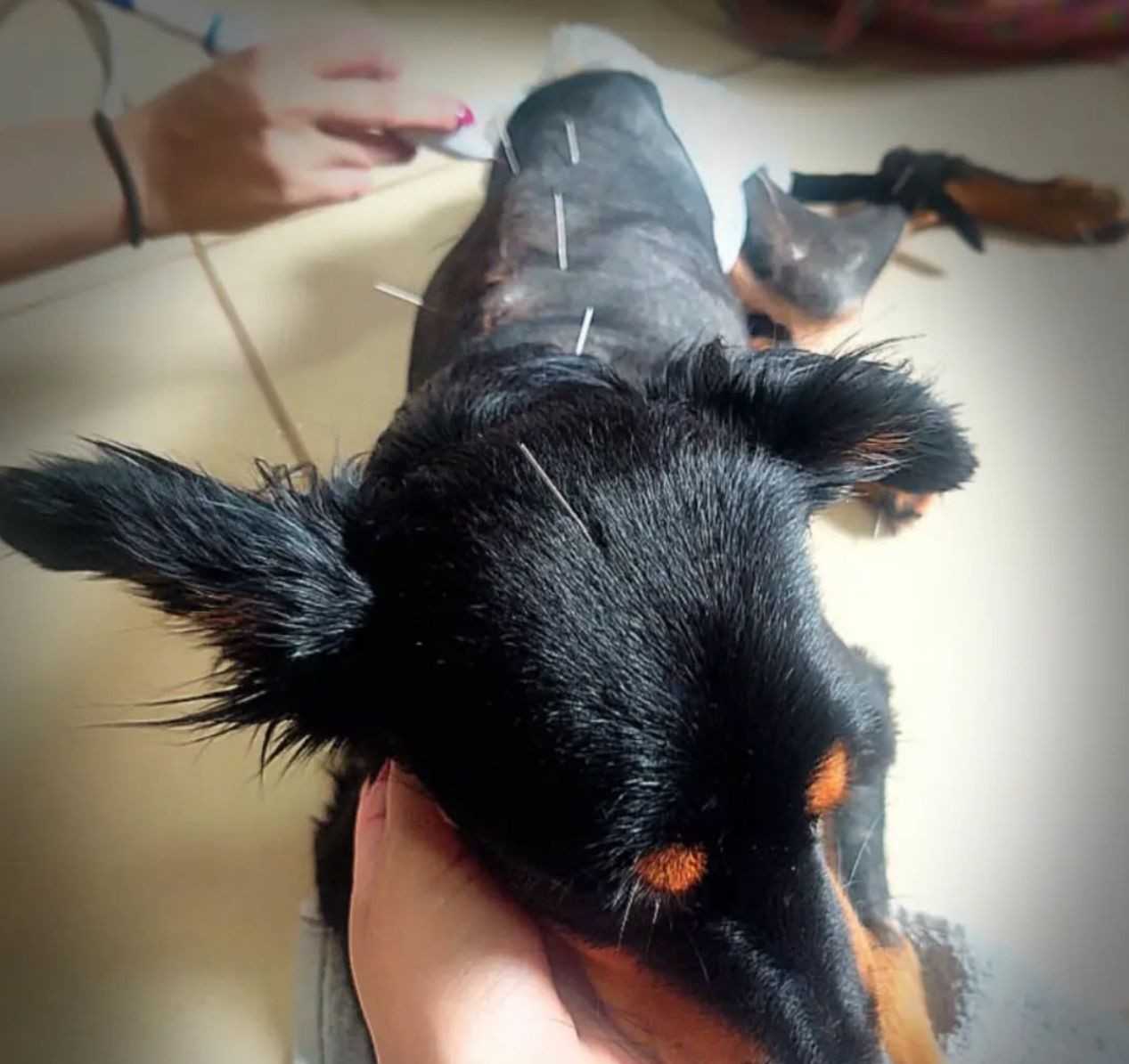 SOS Pet