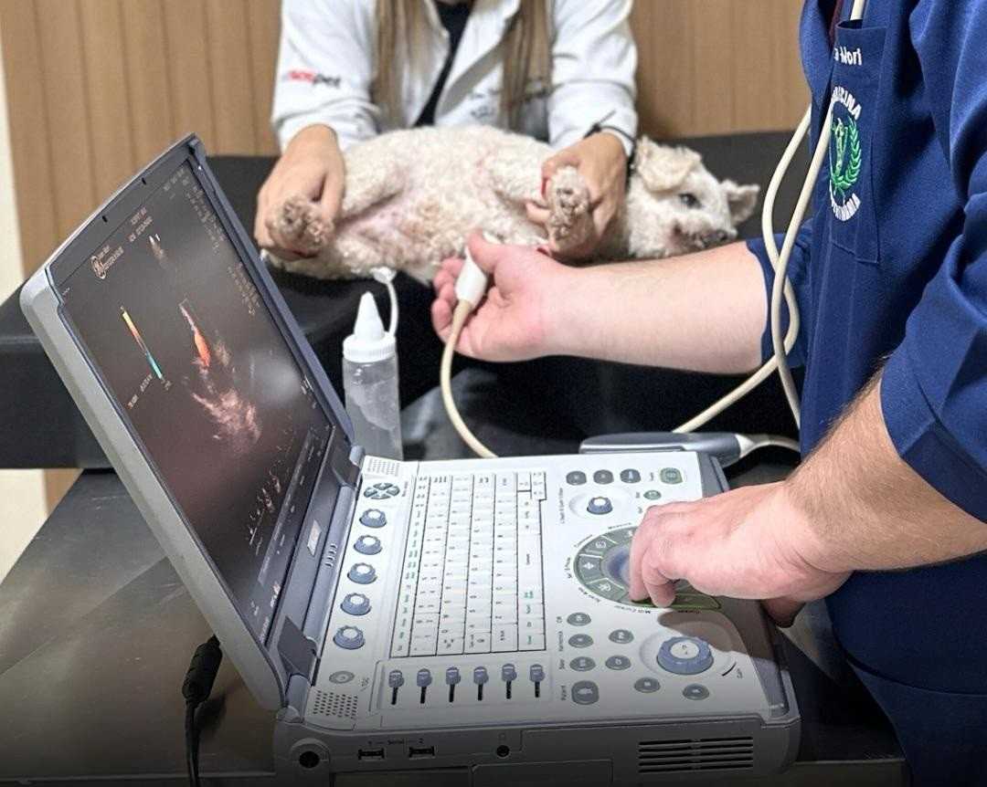 SOS Pet
