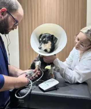 SOS Pet